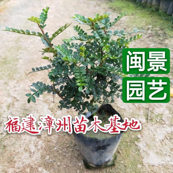 胡椒木 清香木高15到30厘米 福建漳州苗木基地