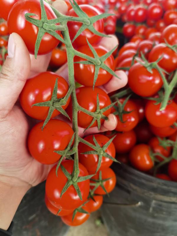 山东串果西红柿 樱桃小番茄 精品串红 全年供应 量大从优