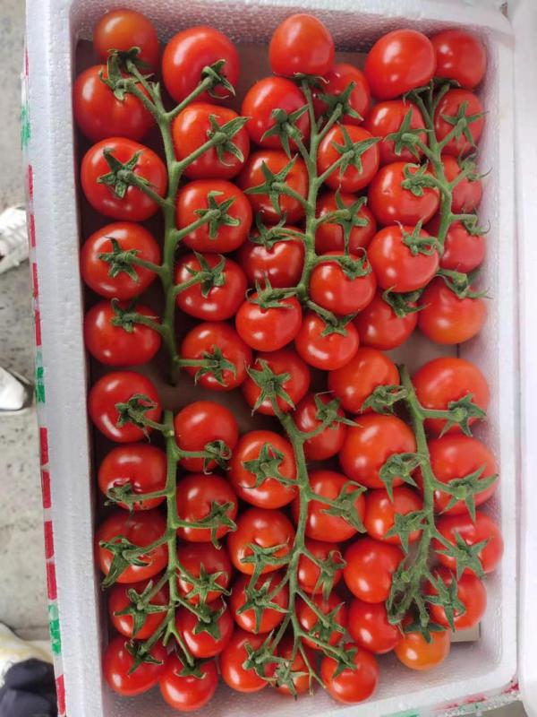 精品西红柿串红，品质优价格好，可供商超电商，欢迎选购