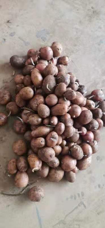 云南高原合作88号，洋芋种，精品土豆种。数量不多！