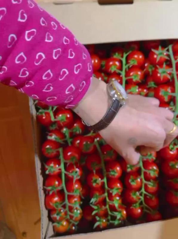无土栽培串收珍珠小番茄，可供商超电商市场
