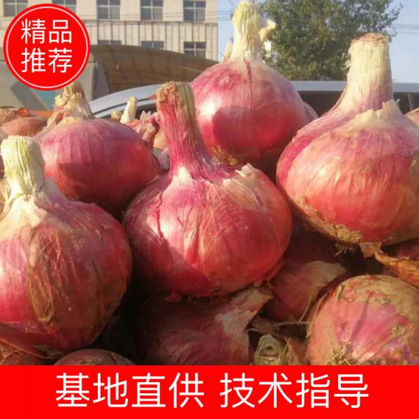 【热销】原厂家庭阳台艺秋季蔬菜京研紫冠玉葱洋葱种子5克/包