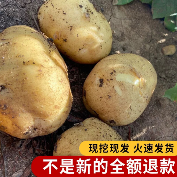 东北土豆 尤金土豆 牡丹江产地直发 常年有货  品质保证
