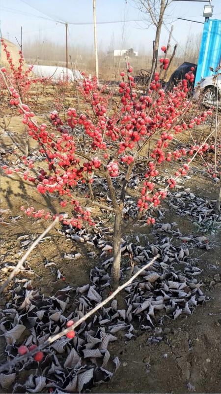 北美冬青种植基地大量现货供应二年北美冬青苗易成活耐寒