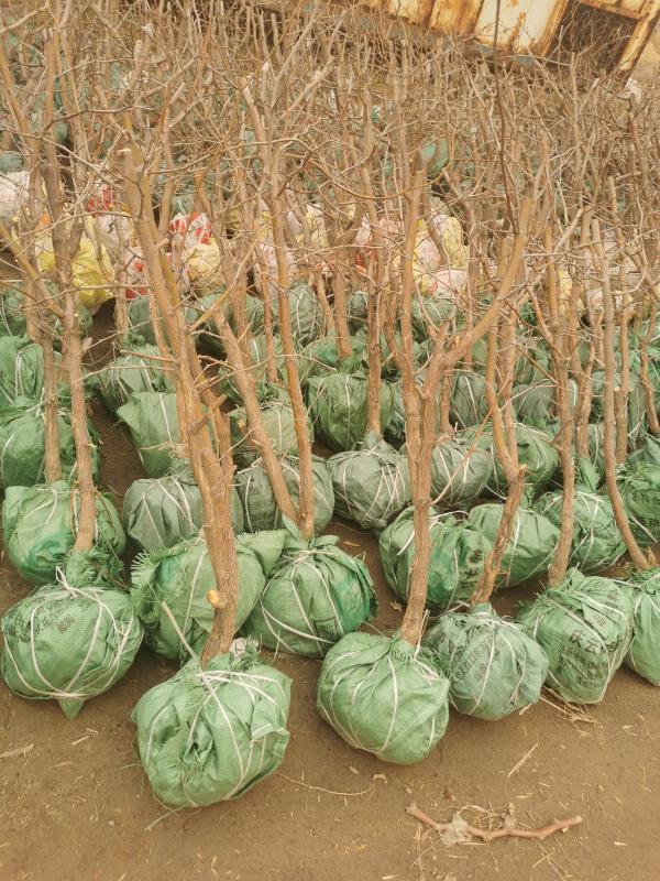 枣树占地枣树成活率高物流全国配送自然挂果