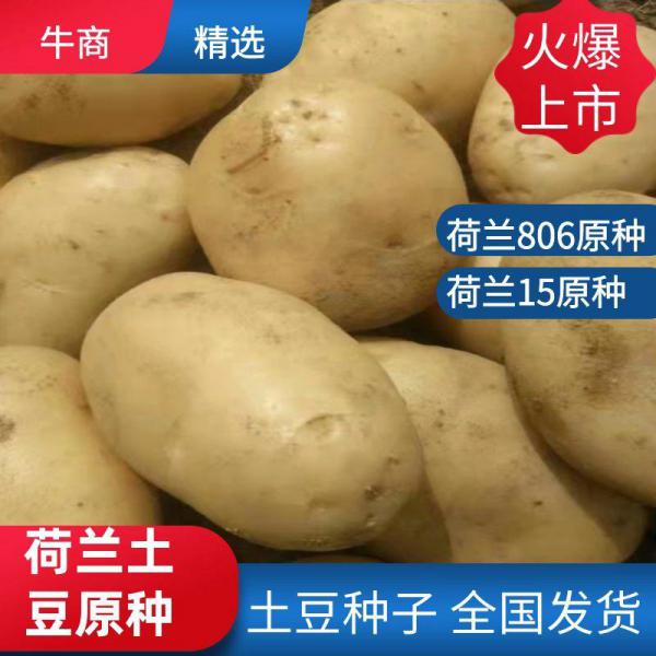 【优选】黑龙江荷兰十五土豆种子，荷兰七，荷兰806