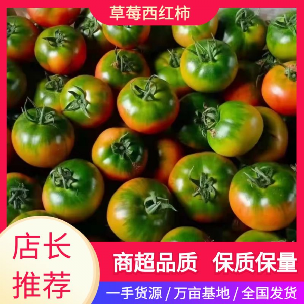 精品草莓西红柿铁皮柿子绿腚黄筋番茄水果西红柿供应基地直发