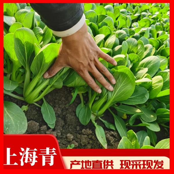 【优选】精品中棵上海青油菜基地直供价格便宜货源充足