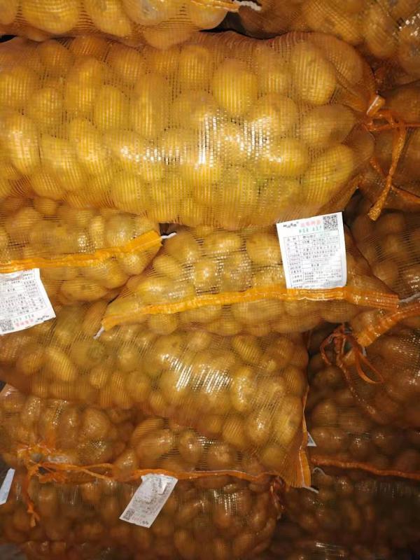 黄心小土豆1—3量大量发货