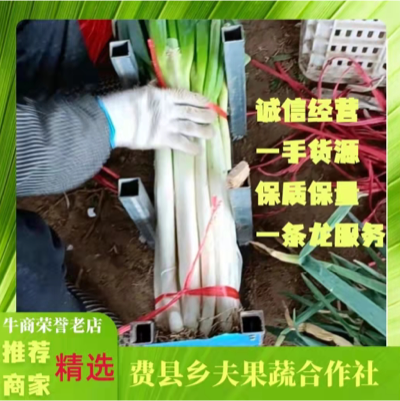 【爆款大葱】山东大量毛葱净葱精品加工厂。