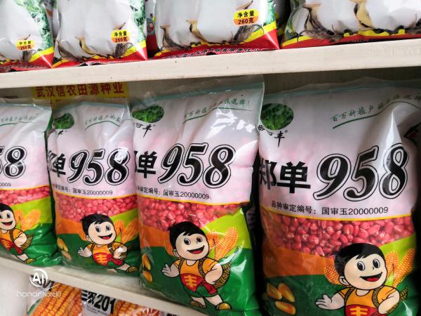 郑单958  国审杂交玉米种子 苞米种子 每代4斤