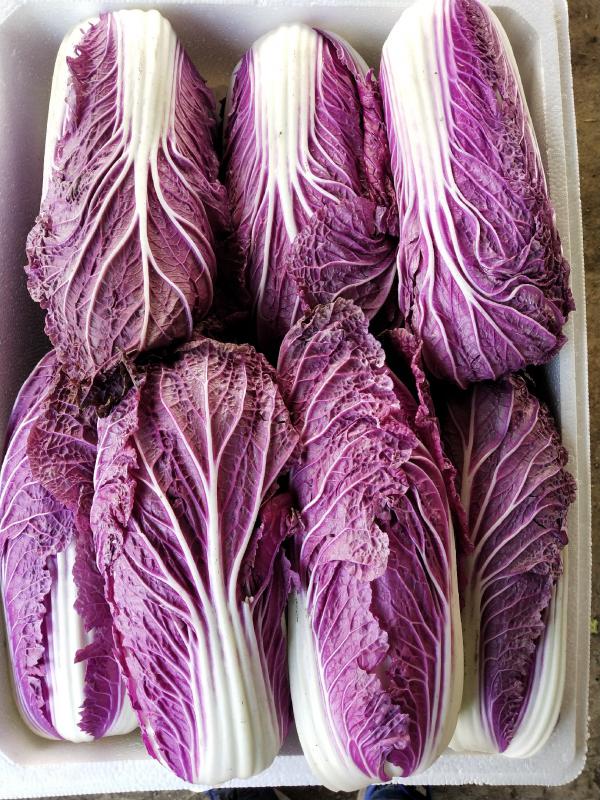 紫白菜，紫白菜，紫白菜