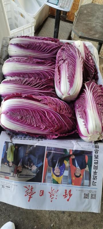 紫白菜，紫白菜，紫白菜