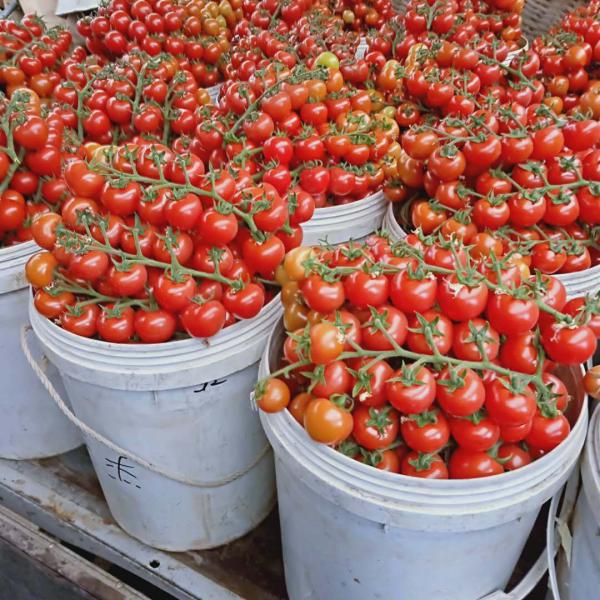 专业代收串红番茄圣女果口感好，产地直供种植面积大，