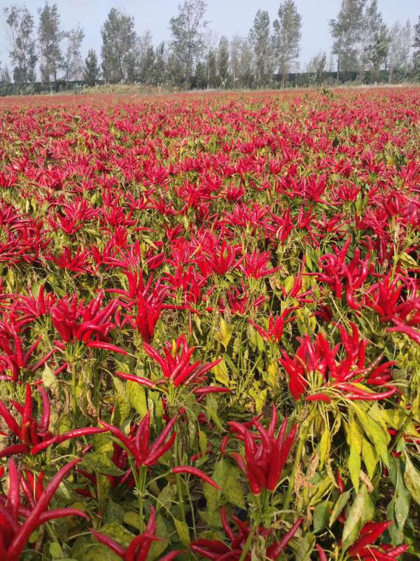 【聚便宜】红太阳簇生 朝天椒种子 易销售 自然风干不花皮