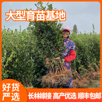 正宗长林高产嫁接油茶苗批发 2年3年优质精选裸根苗容器苗