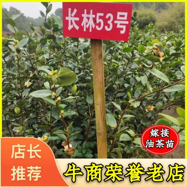 嫁接油茶苗 30到150公分高快递物流 包邮长林系列