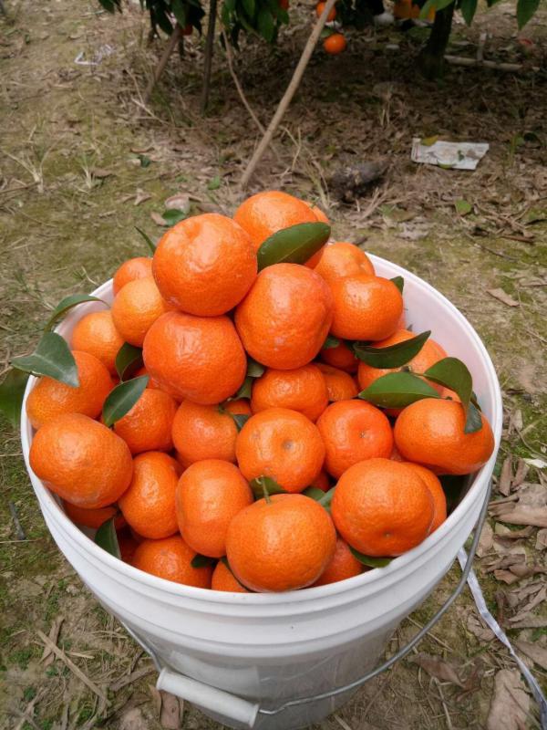 广西砂糖橘开始大量上市！洗果分级打蜡一条龙，年做千万斤