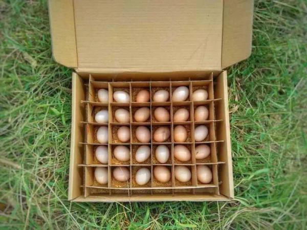 土鸡蛋一件代发，每天可以发1000盒/30个。圆通全国包