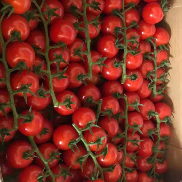 精品串红樱桃番茄，产地直供，量大从优，欢迎新老客户前来洽