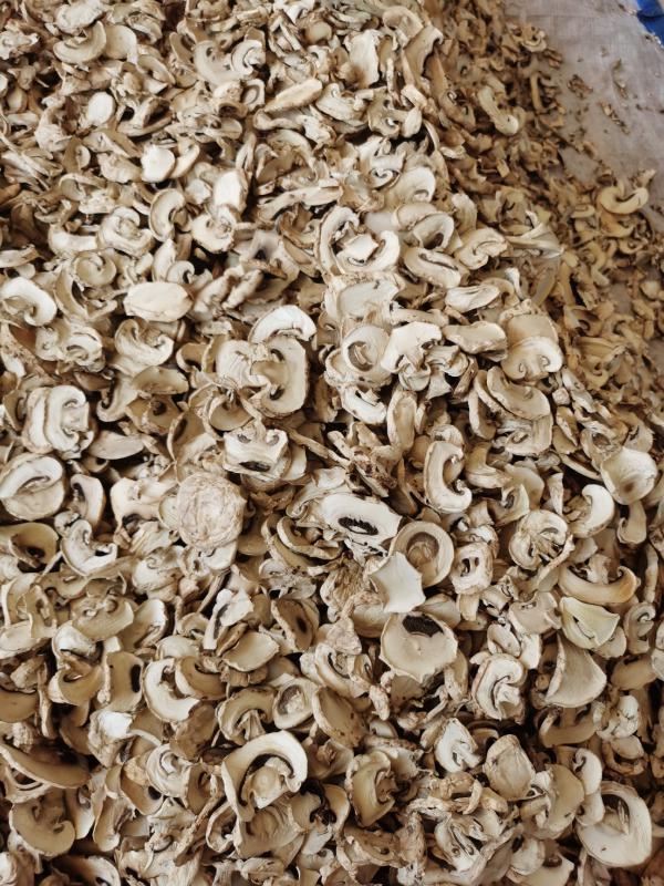 各种大小双孢菇片热风干产品及褐色菇整菇及菇片专业生产