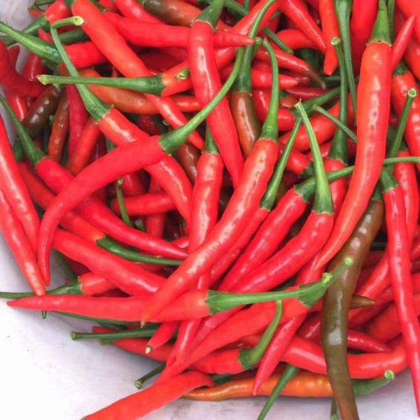 西双版纳傣族自治州反季节 鲜辣椒 朝天椒 大量上市 欢迎咨询