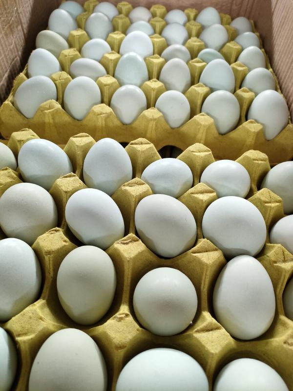 麻城市绿壳鸡蛋