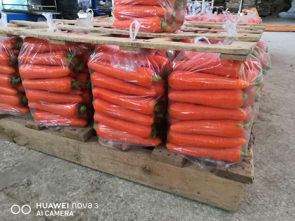 基地直发保鲜胡萝卜，货源充足质量保证，价格美丽