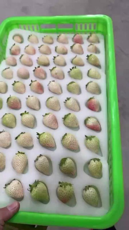 白雪公主草莓上市了，产量低，需要的提前下单