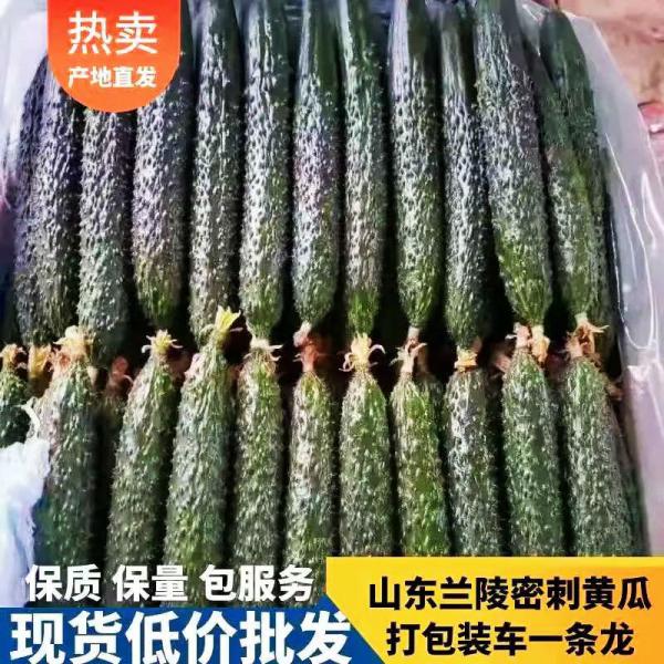 【热卖中】兰陵县大棚黄瓜质量好价格低，产地直销一手货源