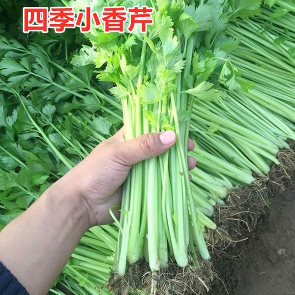 四季小芹菜种子种籽香芹孑籽种蔬菜阳台菜籽老品种香芹种子