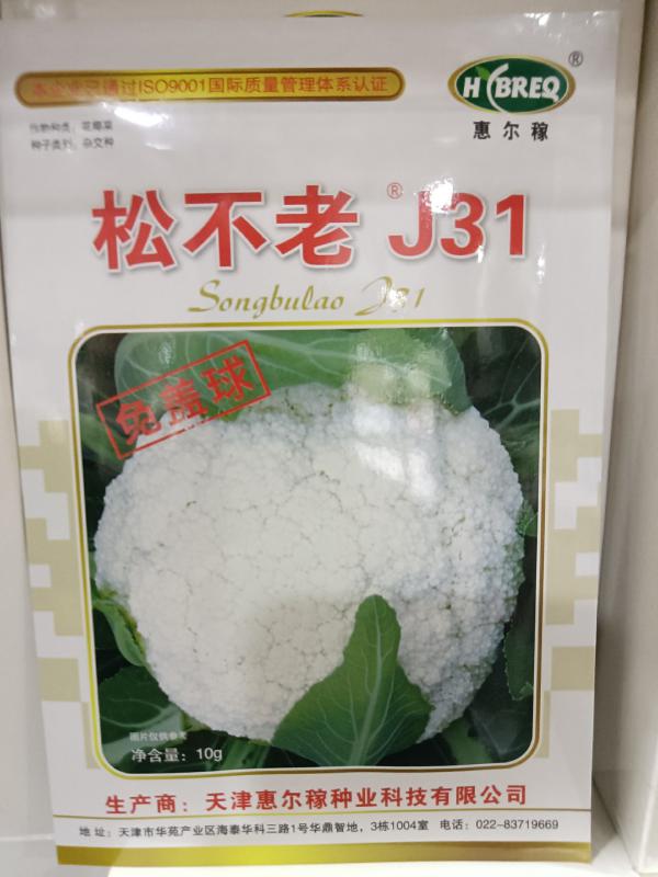 免盖球花菜种子,松不老J31，免盖球品种。