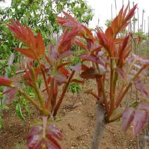 红油香椿苗 0.5到1.5元不等，发货速度快，提供种植资