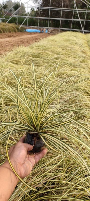 金叶苔草自产自销  金叶苔草种植基地600万金叶苔草低价