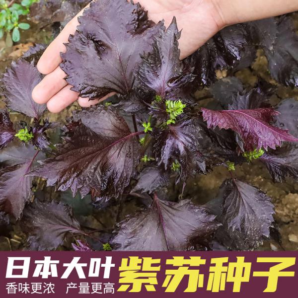 日本大叶紫苏种子苏子叶籽苗种籽食用四季盆栽阳台种植蔬菜种