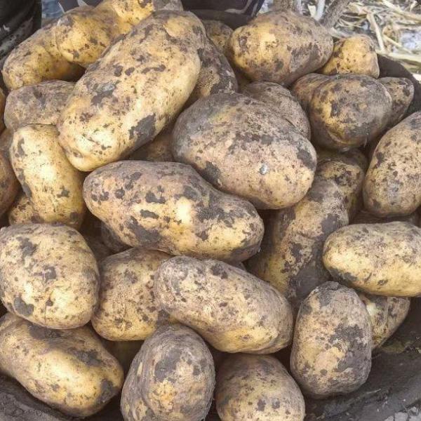 【优选】荷兰806土豆种子 脱毒种薯 产地直发