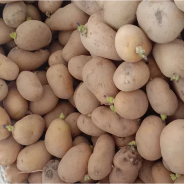 秋季土豆种二级种薯，出芽率高，价格实惠，欢迎采购