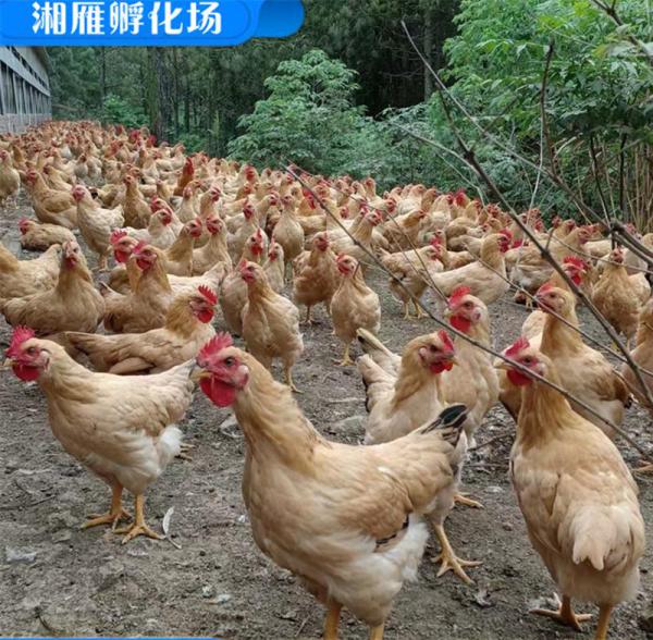 地区详细地址:产地:湖南上市时间1月上旬 12月下旬产品品种鸡-蛋鸡