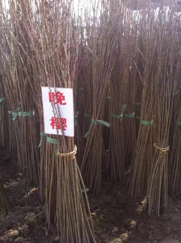 樱花苗樱花小苗早樱晚樱嫁接苗日本樱花绿化苗南北方种植庭院