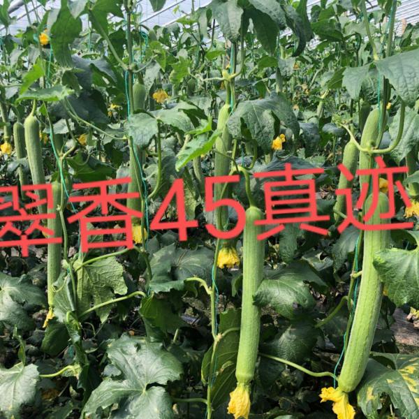 翠香45丝瓜，抗寒性强，长35——50厘米，亩产5万斤