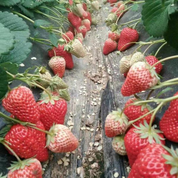 红颜九九草莓  草莓 九九  奶油草莓