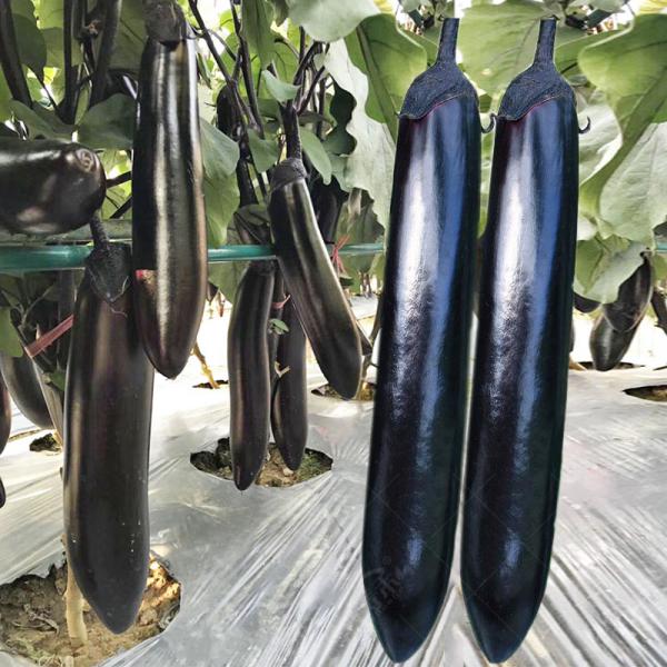 日本黑贵人长茄子种子黑龙茄子种籽黑紫色早熟高产蔬菜长茄孑