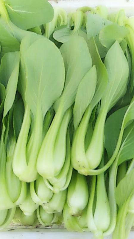 小青菜 货源稳定 质量保证 长期供应