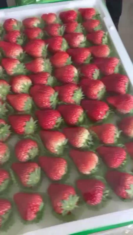 河北秦皇岛昌黎九九草莓大量上市产地直销大量有货
