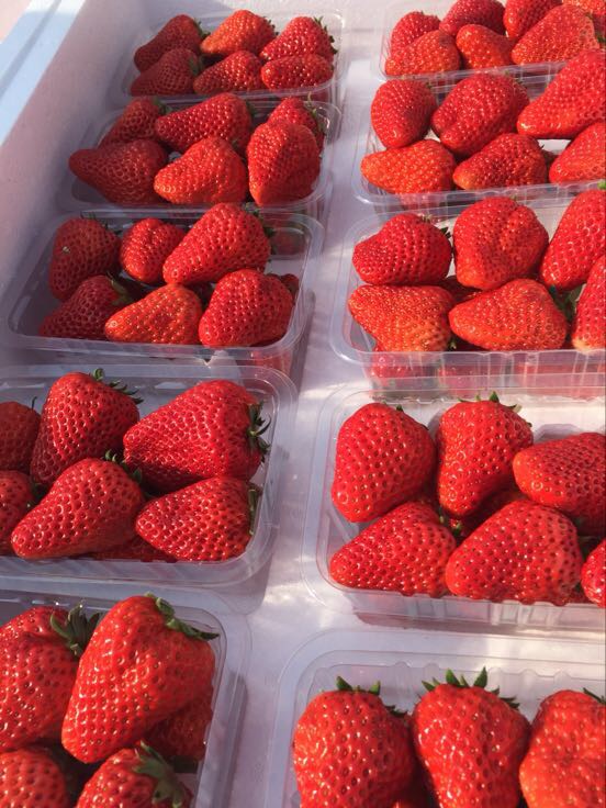 河北秦皇岛精品优质九九草莓大量上市，需要的客户联系