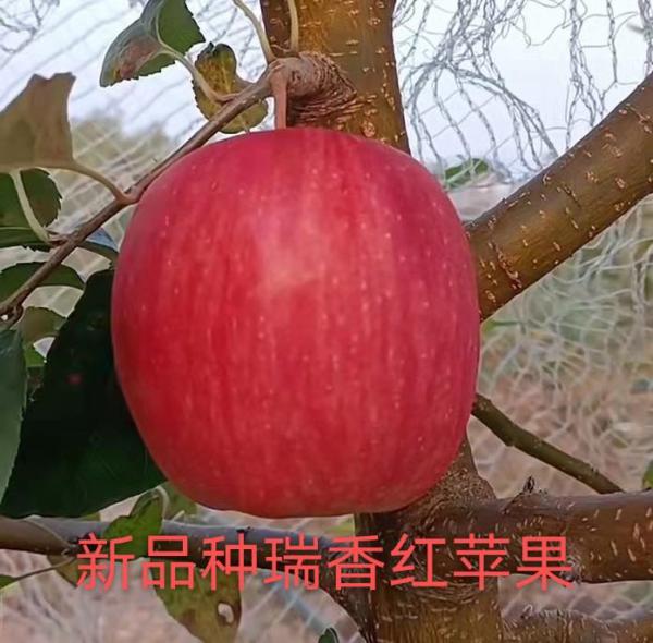 苹果苗 新品种瑞香红苹果苗 鲁丽瑞雪苹果 瑞香红苹果树苗