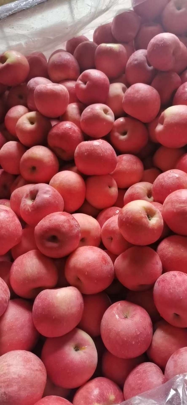 苹果产地。常年大量供应红富士苹果