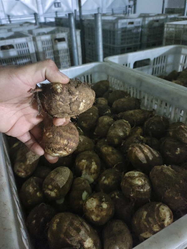 山东8520芋头，精品货，市场货，量大。