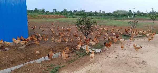 武汉新洲百亩果园散养土鸡蛋