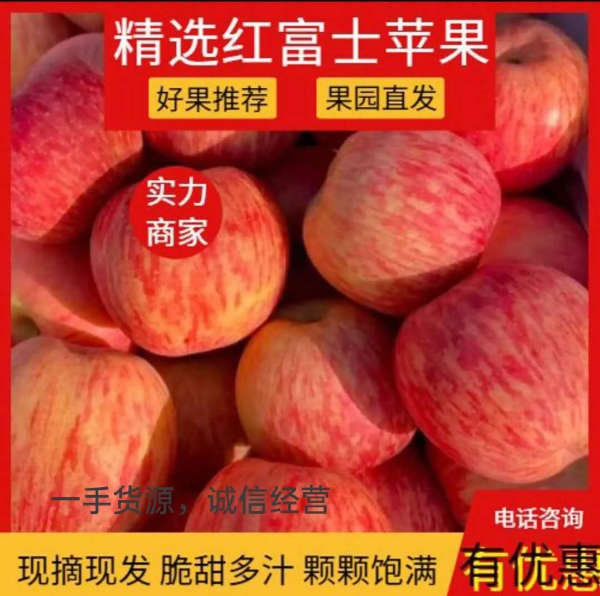山东红富士苹果产地 15339974458